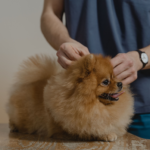 Pet Hygiene & Wellness Products