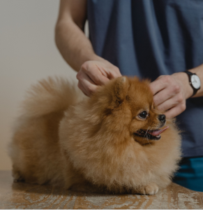 Pet Hygiene & Wellness Products