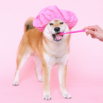 Pet Oral Care Products