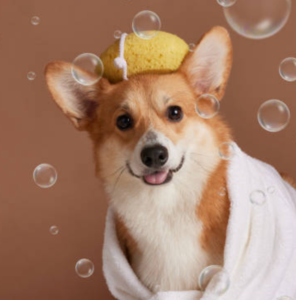 Pet Grooming Products